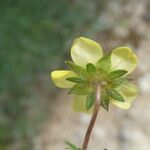 Potentilla puberula Fula