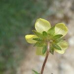 Potentilla pusilla Fiore