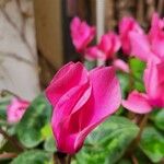 Cyclamen repandum Blüte