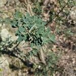 Cytisus spinosus Leaf