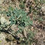 Cytisus spinosus Leht