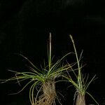 Carex vidua