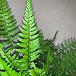 Polystichum rigens Leaf