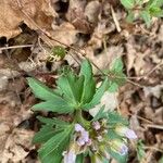 Cardamine concatenata 葉