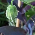 Callianthe picta Flor