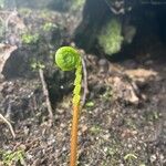 Blechnum spicantLeaf