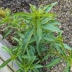 Artemisia dracunculus Листок