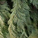 Cupressus nootkatensis Folha