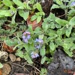 Myosotis alpestris Лист