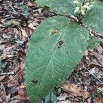 Collinsonia canadensis Hoja