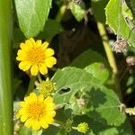 Wollastonia biflora Flor
