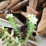 Sedum moranense Habit