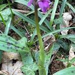 Orchis mascula Blatt