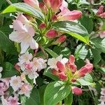 Weigela japonicaKukka