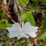 Thunbergia laevis ᱵᱟᱦᱟ