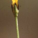 Cicendia filiformis Blüte