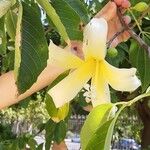 Ceiba insignis Blomst