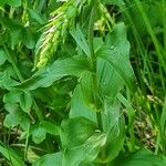 Epipactis bugacensis Blad