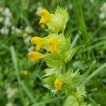 Rhinanthus minorFlower