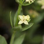 Galium serpenticum Цветок