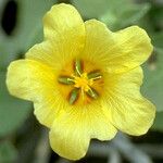 Sida fallax Flower