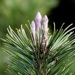 Pinus mugo Квітка