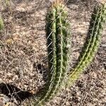 Praecereus euchlorus Feuille