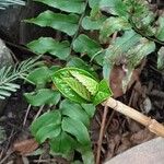 Hydrangea hirta Blatt