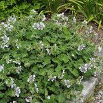 Geranium renardii Habit