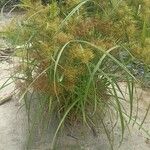 Cyperus odoratus عادت داشتن