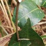 Landolphia camptoloba Corteza
