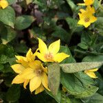 Lysimachia punctata Floare