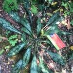 Pulmonaria longifolia Blad