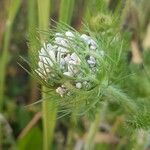 Daucus muricatus Fula