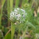 Daucus muricatus Květ