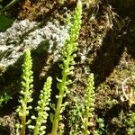 Umbilicus rupestris Květ
