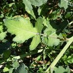 Brassica fruticulosa Hoja