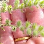 Echium arenarium Flor