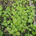 Circaea alpina Leaf