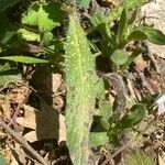 Echium angustifolium ᱥᱟᱠᱟᱢ