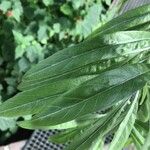 Convolvulus floridus Leaf