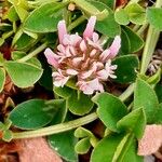 Trifolium thalii ফুল