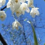Halesia diptera Fiore