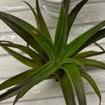 Tillandsia utriculata Leaf