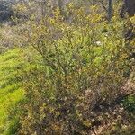 Keckiella cordifolia Habit