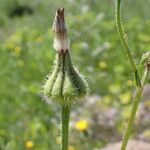 Urospermum picroides Fruit