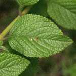 Stachytarpheta mutabilis Leaf