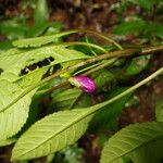 Impatiens niamniamensis Flower