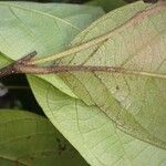 Diospyros pseudomespilus Leaf