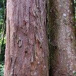Caesalpinia pluviosa 树皮